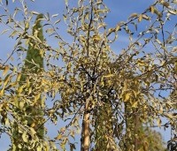 Pyrus salicifolia 'Pendula' - Wilgbladige peer - herfst
