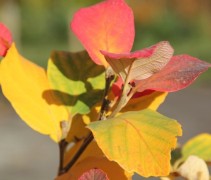 Fothergilla Major