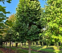 Tilia americana 'Nova'
