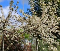 Malus Toringo 'Tina - Dwerg sierappeltje - april 2024