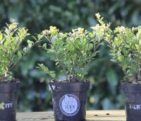Ilex crenata 'Dark Green' - Japanse hulst 'Dark Green' - 2