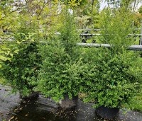 Ilex crenata 'Dark Green' - Japanse hulst 'Dark Green' - 1
