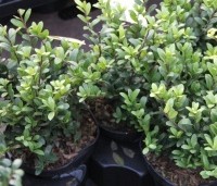 Ilex crenata 'Dark Green' - Japanse hulst 'Dark Green' - 3