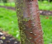 Elaeagnus commutata 'Zempin'