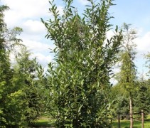 Prunus laur 'Caucasica'