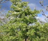 Malus toringo 'Brouwers Beauty' - Sierappel 'Brouwers Beauty' - 1