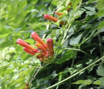 Campsis Mme van Galen