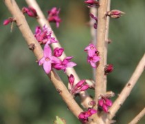 Daphne