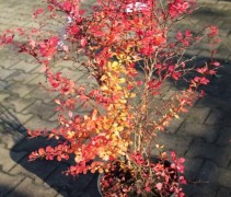 Rode Berberis in pot