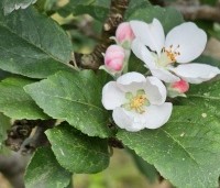 Malus dom. 'Discovery' - Malus 'Discovery' - 3