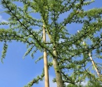 Larix kaempferi 'Diana' - Japanse kronkel Lariks - 2