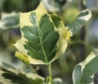 Liriodendron tulipifera 'Snowbird' - Tulpenboom 'Snowbird' - 1