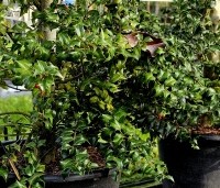 Ilex aquipernyi 'Dragon Lady' - Hulst 'Dragon Lady' - 1