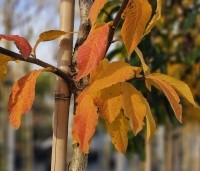 Mespilus germanica 'Westerveld' - Mespilus germanica 'Westerveld' - herfst