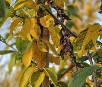 Mespilus germanica 'Westerveld' - Mespilus germanica 'Westerveld' - herfst