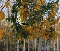 Mespilus germanica 'Westerveld' - Mespilus germanica 'Westerveld' - herfst hoogstam 5 jarige bomen