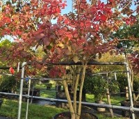 Cotinus dummeri Grace - Pruikenboom - 4