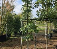 Liquidambar styraciflua 'Oakville Highlight' - Zuilvormig groeiende amberboom - 2