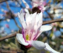 Magnolia 'Leonard Messel' 
