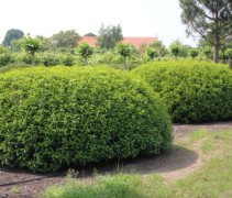 Prunus lusitanica 'Augustifolia' struik in bolvorm ( Portugese Laurierkers, wintergroene loofboom )