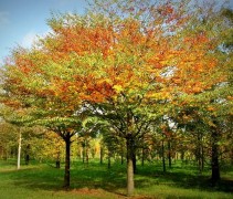 zelkova serrata