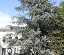 Cedrus libani 'Glauca' veteraan