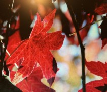 Echte herfst kleuren bij de Amberboom 'Worplesdon'