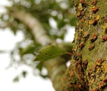 Prunus accolade stam en tak