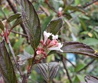 Viburnum bodnantense 'Charles Lamont' - Winterbloeiende Sneeuwbal 'Charles Lamont' - 1
