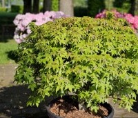 Liquidambar styraciflua 'Gum Ball' - Amberboom 'Gum Ball' - 1