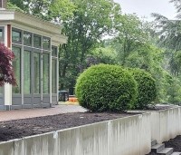 Taxus baccata - Venijnboom - 2