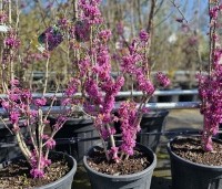 Cercis chinensis 'Avondale' - Chinese Judasboom 'Avondale'  - 7