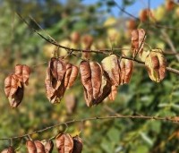 Koelreuteria paniculata - Chinese vernisboom - 1