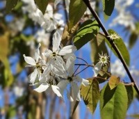Amelanchier laevis 'Snowflakes' - Krentenboompje - 4