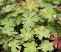 Geranium 'Spessart'