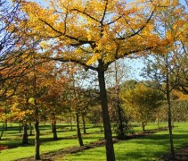 Ginkgo biloba 