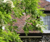 Robinia Bessoniana