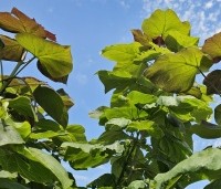 Catalpa erubescens 'Purpurea' - Purperkleurige trompetboom - 11
