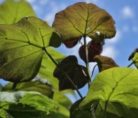 Catalpa erubescens 'Purpurea' - Purperkleurige trompetboom - 10
