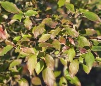 cornus kousa var chinensis - cornus kousa var chinensis - herfst