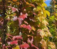 Parthenocissus tricuspidata 'Veitchii' - Wilde Wingerd Quickhedge - 5