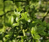 Poncirus trifoliata - Wilde citrus - 2