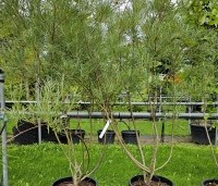 Salix elaeagnos 'Angustifolia' - Rozemarijnwilg, Grijze wilg - 4