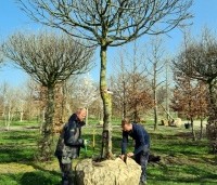 Carpinus betulus - Haagbeuk - 7