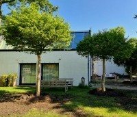 Carpinus betulus - Haagbeuk - 6
