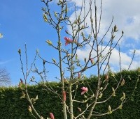 magnolia daybreak - Magnolia daybreak - 1