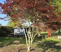 Acer palmatum 'Trompenburg' - Japanse Esdoorn 'Trompenburg' - 2