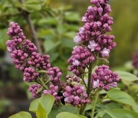 Syringa vulgaris 'Belle de Nancy' - Sering 'Belle de Nancy' - 1