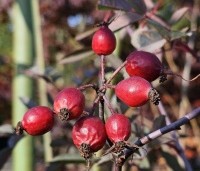 Rosa glauca - Struikroos - 2