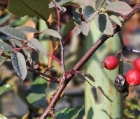Rosa glauca - Struikroos - 3